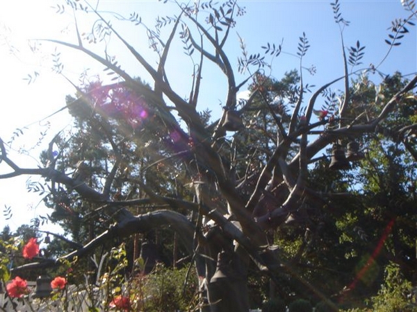 DSC01190.JPG